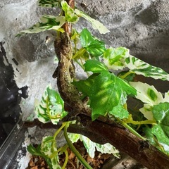 キノボリトカゲ２匹の画像