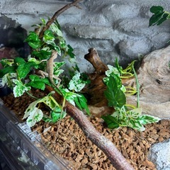 キノボリトカゲ２匹の画像