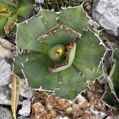 Agavetitanota [農大No.1]の画像