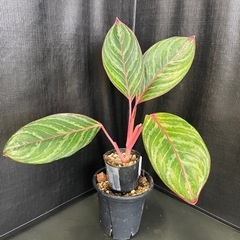 アグラオネマ　‘モンコンファイ’ 4号鉢の画像