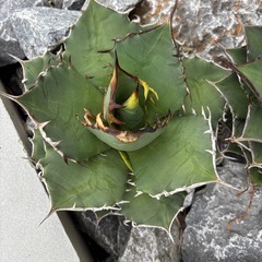 Agavetitanota [覇王竜]の画像