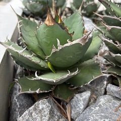 Agavetitanota [覇王竜]の画像