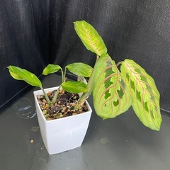 マランタ　レウコネウラ　エリトロネウラの画像