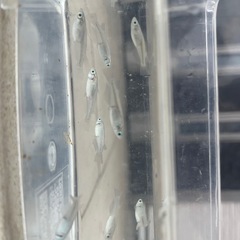 メダカ　青メダカの画像