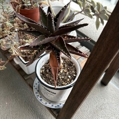 多肉色々（多肉終いします）の画像