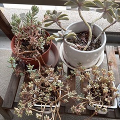 多肉色々（多肉終いします）の画像