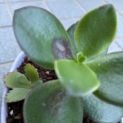 金のなる木・斑入りの画像