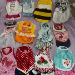 チワワ服、キャリーバック
の画像