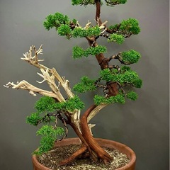 ジュニパー盆栽の画像