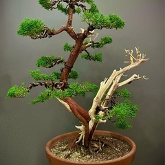 ジュニパー盆栽の画像