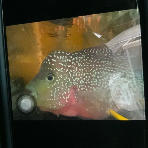 福岡　佐賀　長崎　熱帯魚　フラワーホーン　メス　　約22センチ
