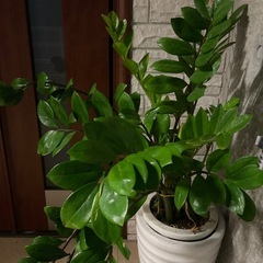 ザミオクルカス　4月5日までお願いしますの画像