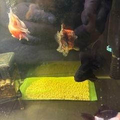 金魚、熱帯魚
の画像