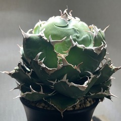 アガベチタノタ白鯨 の画像