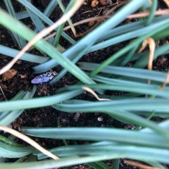 プランターハンガー　プラントハンガー　2セット　プランター付の画像