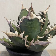 アガベチタノタレッドキャットウィーズルの画像