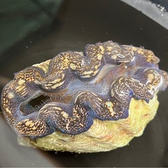 ヒメシャコ貝　沖縄県産の画像