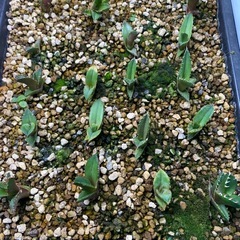 アガベ　チタノタ　オテロイ実生株　宝珠カキコ3株の画像