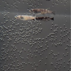 銀墨めだかの画像