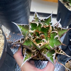 アガベ　レッドキャットの画像