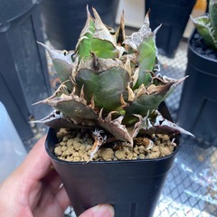 アガベ　レッドキャットの画像