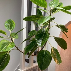 観葉植物🪴フィカス・アルテシーマ✨の画像