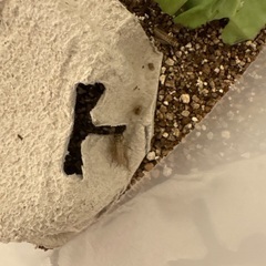 コオロギS１０匹前後ホソワラジ約50匹の画像