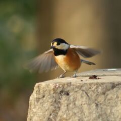 スマホカメラマンさんへお勧め。たまにはいつもと違った写真や動画を取ってみませんか。の画像