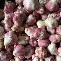 3月収穫1キロ2500円の画像