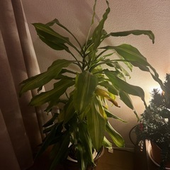 観葉植物の画像