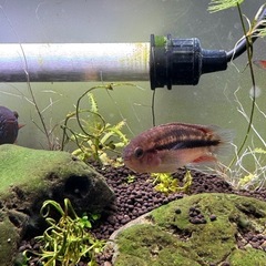 ナンナカラアノマラ（ブリード成魚ペア）の画像