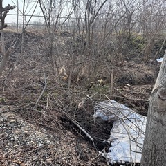 【無料】伐採した木、枝の画像