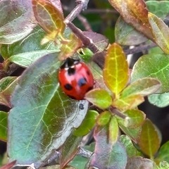 52歳です　友達ゼロです　くだらないことで笑える良いお友達…