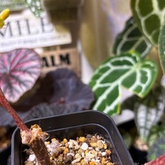 ベゴニア　シゼモレア　②の画像