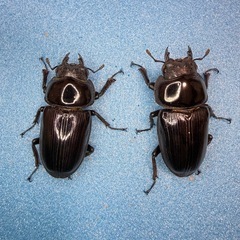 [自己採集血統]WF1北海道産オオクワガタ ♂♀♀トリオ　　即ブリード可能の画像