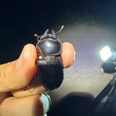 [自己採集血統]WF1北海道産オオクワガタ ♂♀♀トリオ　　即ブリード可能の画像