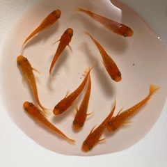 メダカ　紅華　5ペア
の画像