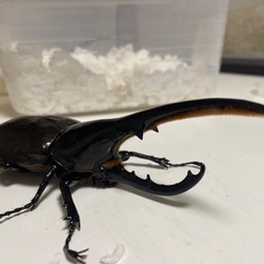 ヘラクレスオオカブトの画像