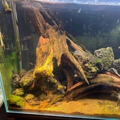 熱帯魚いろいろ。生体のみまとめて。の画像