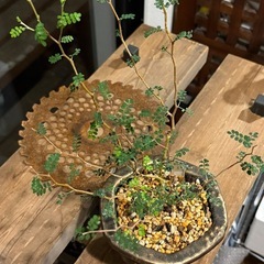 ソフォラ・プロストラータ （Sophora prostrata） 　リトルベイビーの画像