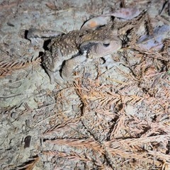 大阪府北摂　ニホンヒキガエルの画像