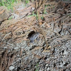 大阪府北摂　ニホンヒキガエルの画像