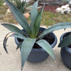 アガベ　アメリカーナの画像