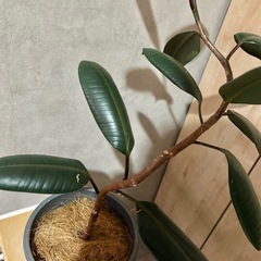 観葉植物 フィカス  バーガンディの画像