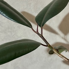 観葉植物 フィカス  バーガンディの画像