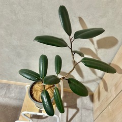 観葉植物 フィカス  バーガンディの画像