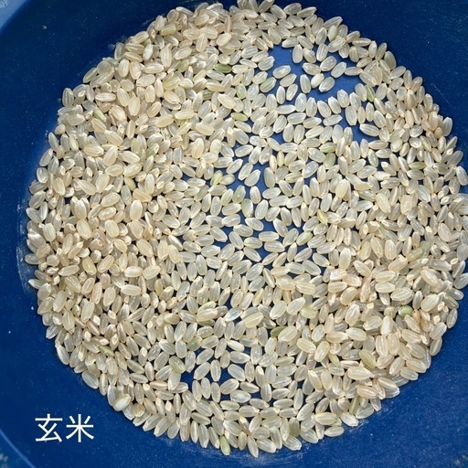令和7年　宮城県栗原市産 ひとめぼれ 玄米30キロ　環境保全米