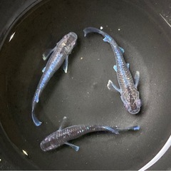 ミッドナイトフリル体外光　オス1匹メス2匹　1000円‼️写真現物‼️　メダカ　めだか3匹1000円　体外光少なく選外にした個体ですが🙇‍♀️の画像