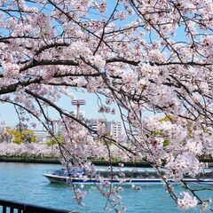 4/5(日)大阪お花見パーティイベント☆関西１巨大お花見100名Party【おものみ関西主催】テレビで4回放送された関西１規模お花見街コン婚活飲み会♪毛馬桜之宮公園の桜満開スポットで開催♩ − 大阪府