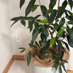 決定しました　140cm  アマゾンオリーブ　観葉植物の画像
